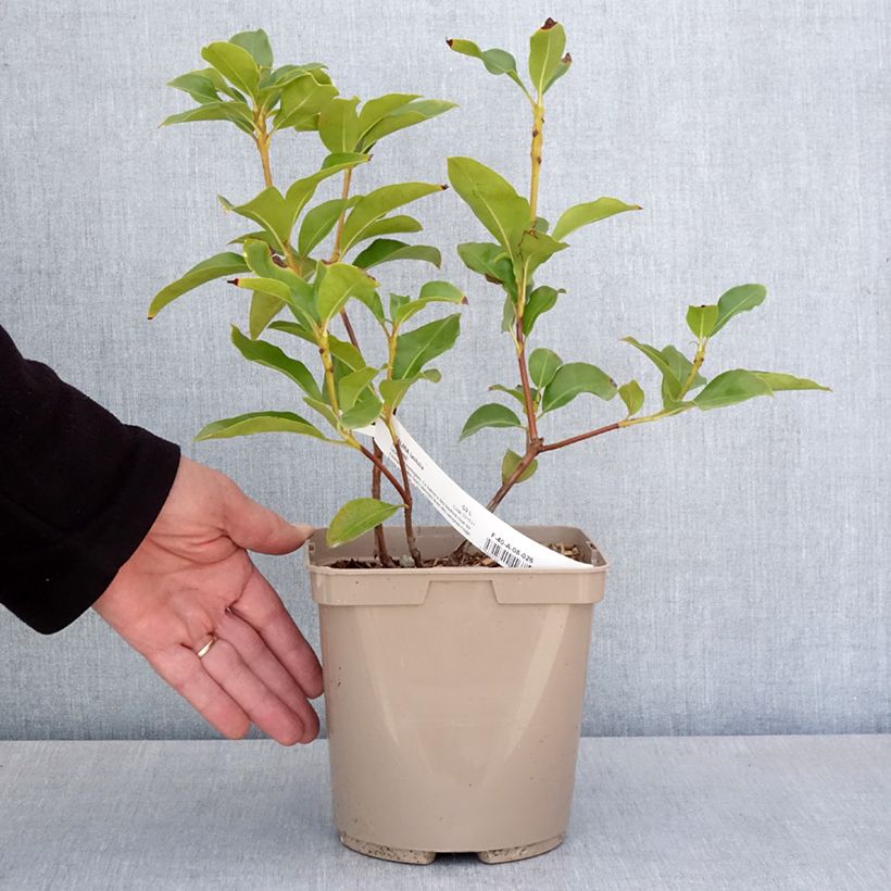 Kalmia latifolia Windmill - Laurel de montaña Maceta 3L/4L Ejemplar entregado en la primavera