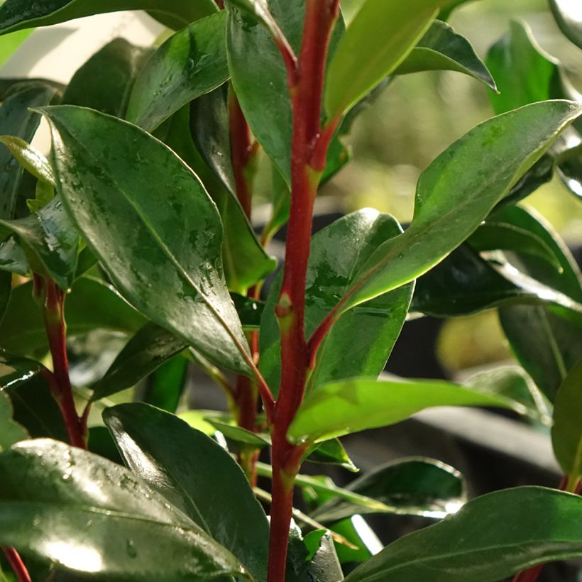 Kalmia latifolia Zebulon (Follaje)