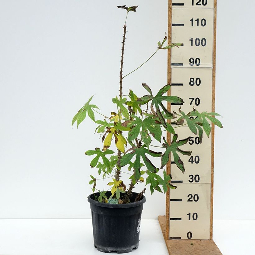 Ejemplar de Kalopanax septemlobus var. maximowiczii Maceta 12L/15L entregado en otoño