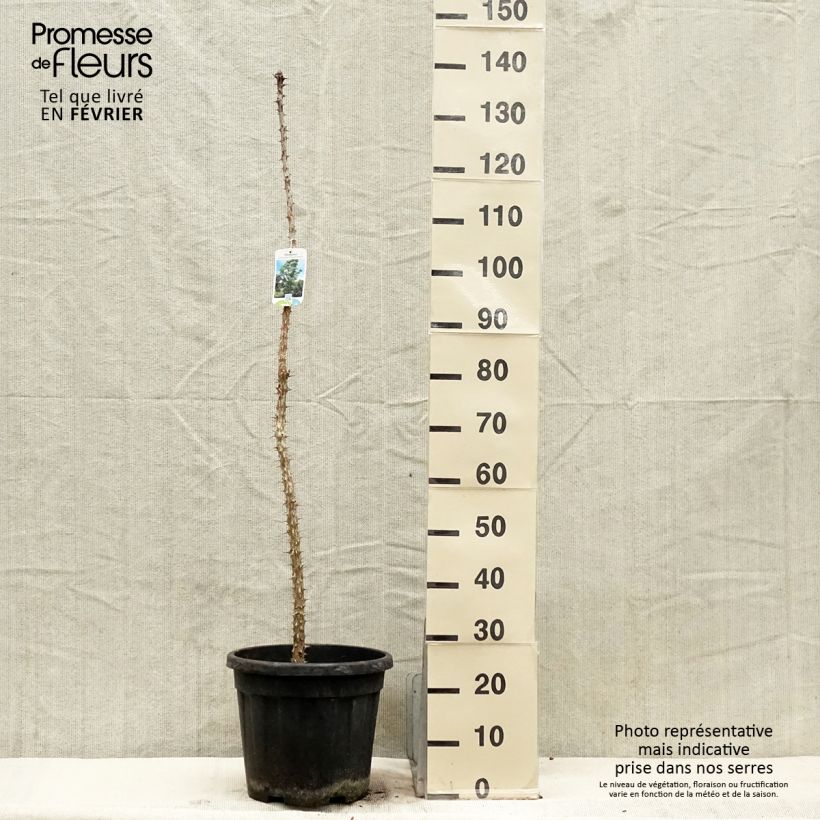 Kalopanax septemlobus var. maximowiczii Maceta 12L/15L Ejemplar entregado en invierno