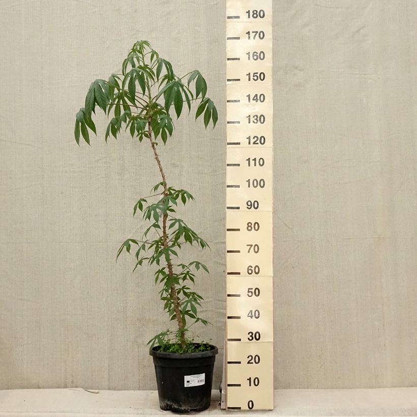 Kalopanax septemlobus var. maximowiczii Maceta 12L/15L Ejemplar entregado en la primavera