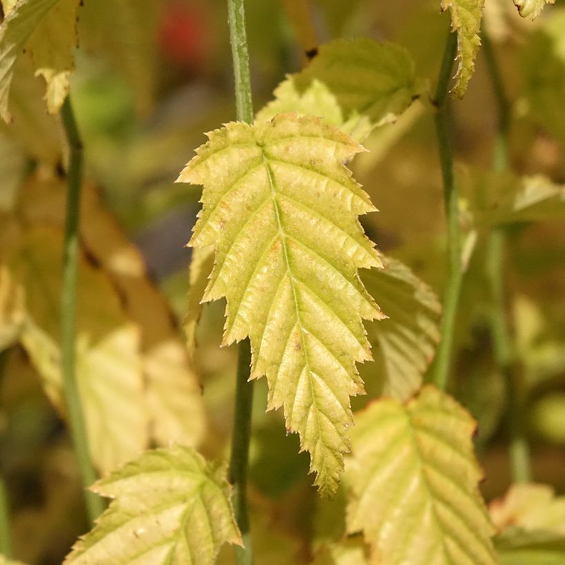 Kerria japonica (Follaje)