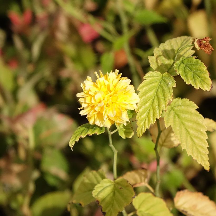 Kerria japonica (Floración)