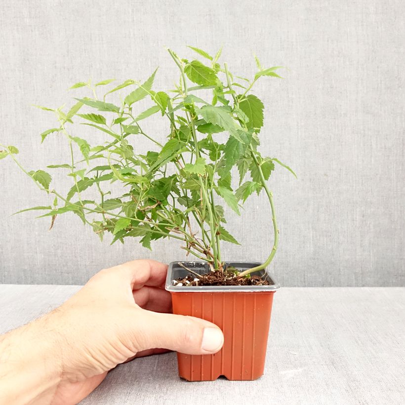 Ejemplar de Kerria japonica Maceta de 8/9 cm entregado en otoño