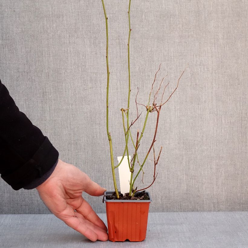 Kerria japonica Maceta de 8/9 cm Ejemplar entregado en invierno