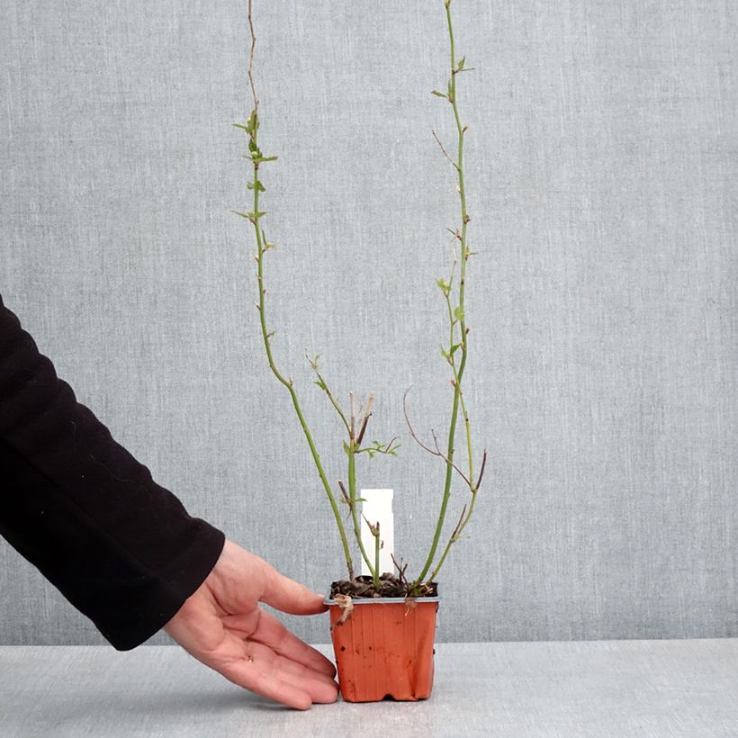 Kerria japonica Maceta de 8/9 cm Ejemplar entregado en la primavera