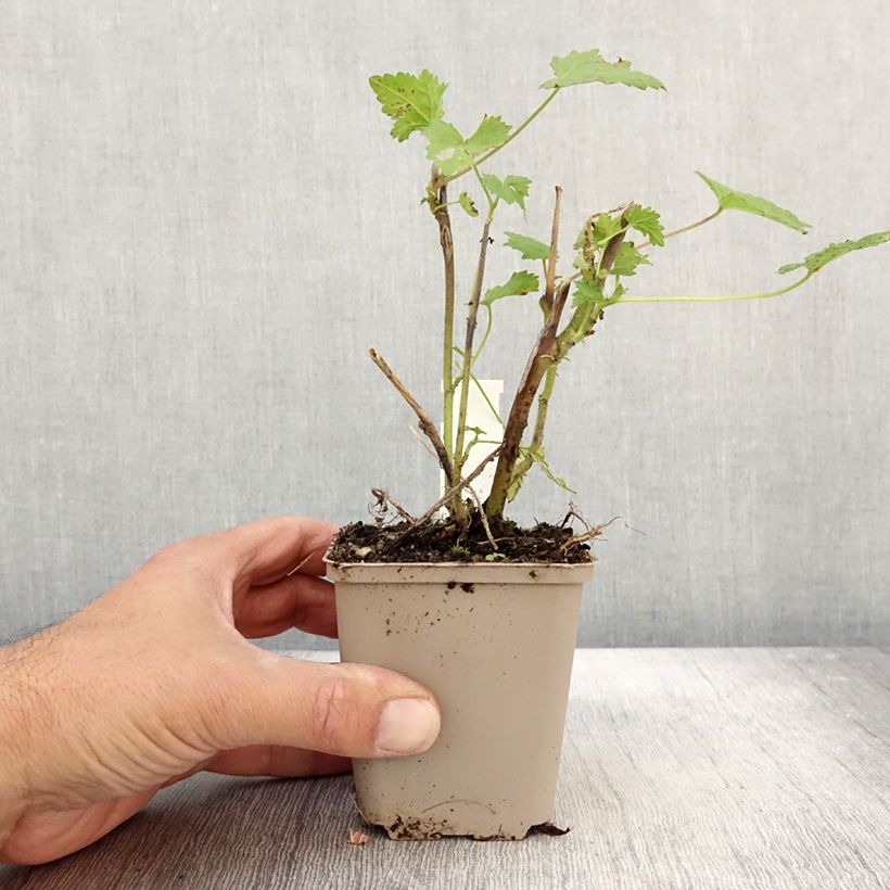 Ejemplar de Kitaibelia vitifolia - Malva de los Balcanes Maceta de 8/9 cm entregado en otoño
