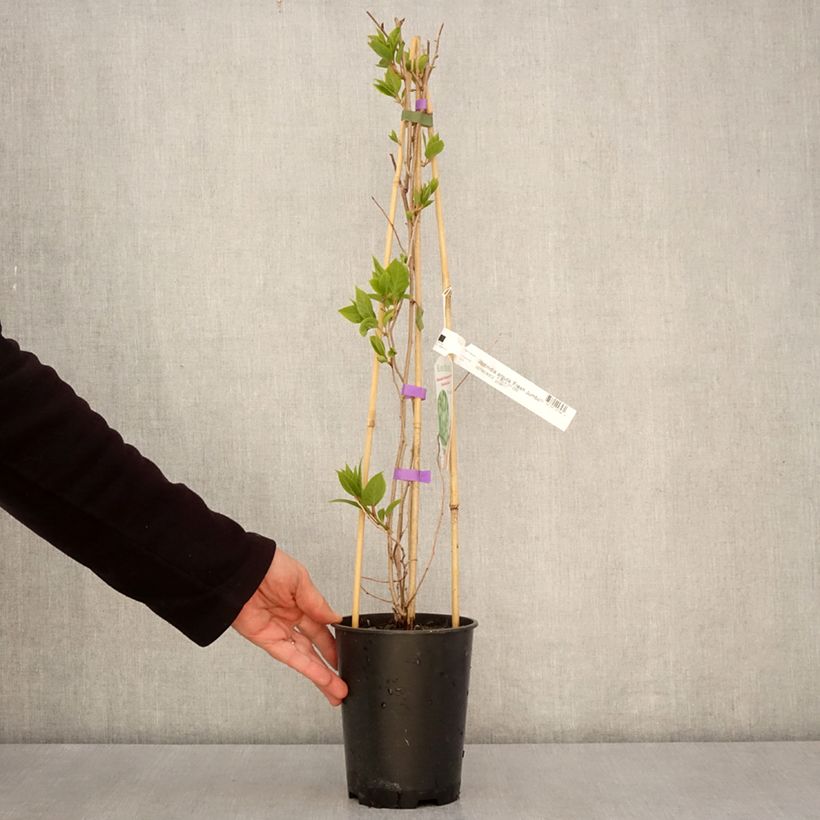 Mini kiwi Fresh Jumbo - Actinidia arguta Maceta 2L/3L Ejemplar entregado en la primavera