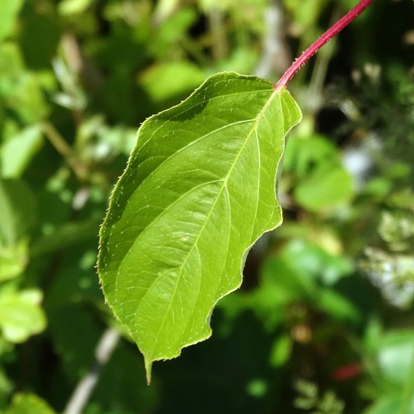 Mini kiwi Romeo - Actinidia arguta (Follaje)