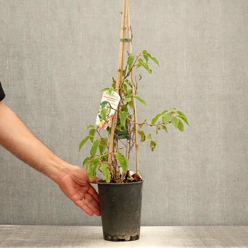Ejemplar de Mini kiwi Romeo - Actinidia arguta Maceta 2L/3L entregado en verano