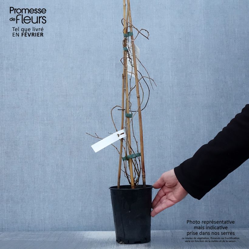 Mini kiwi Romeo - Actinidia arguta Maceta 2L/3L Ejemplar entregado en invierno