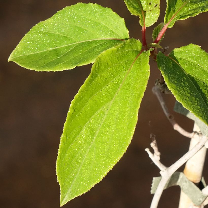 Mini kiwi Weima - Actinidia arguta (Follaje)