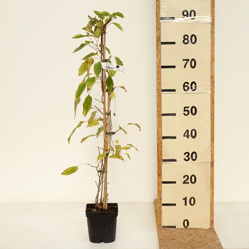 Ejemplar de Mini kiwi Weima - Actinidia arguta Maceta 2L/3L entregado en otoño