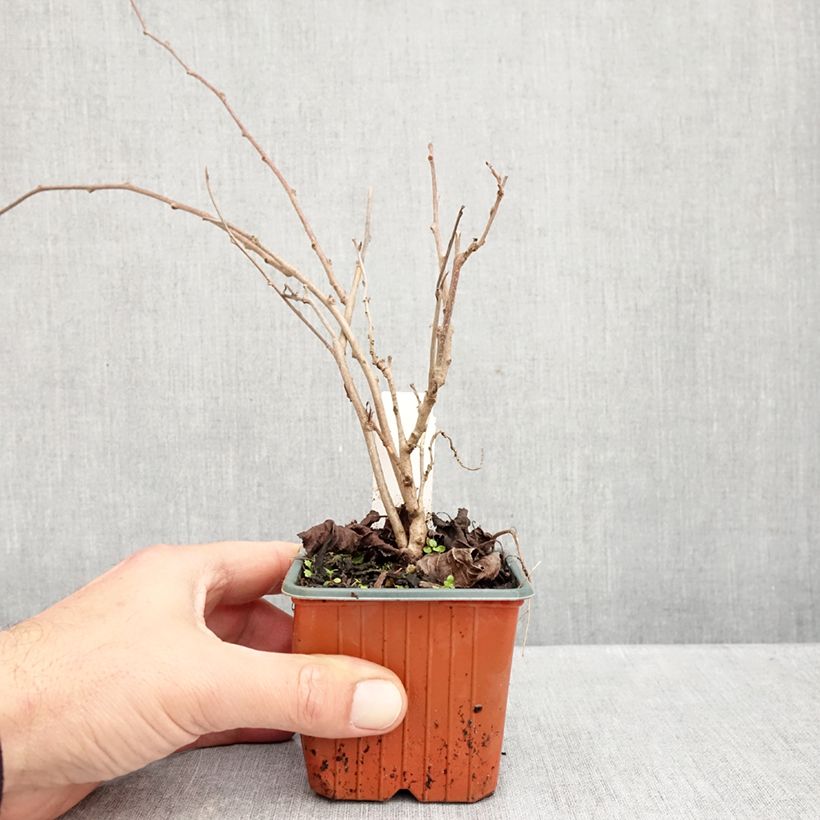 Ejemplar de Mini kiwi Ananasnaya (Hembra) - Actinidia arguta Maceta de 8/9 cm entregado en otoño