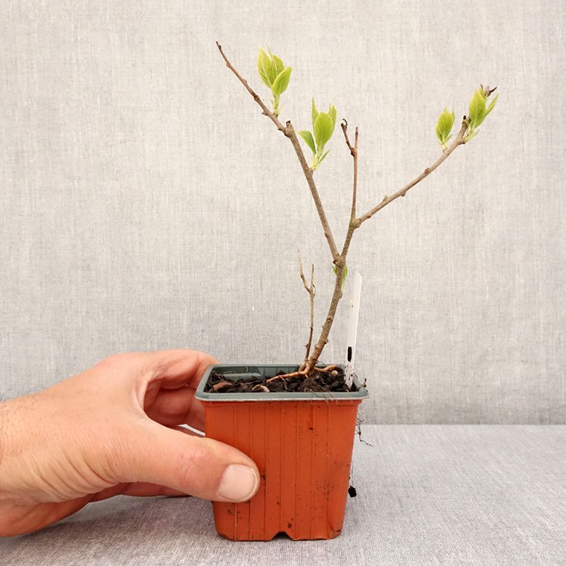 Mini kiwi Ananasnaya (Hembra) - Actinidia arguta Maceta de 8/9 cm Ejemplar entregado en la primavera