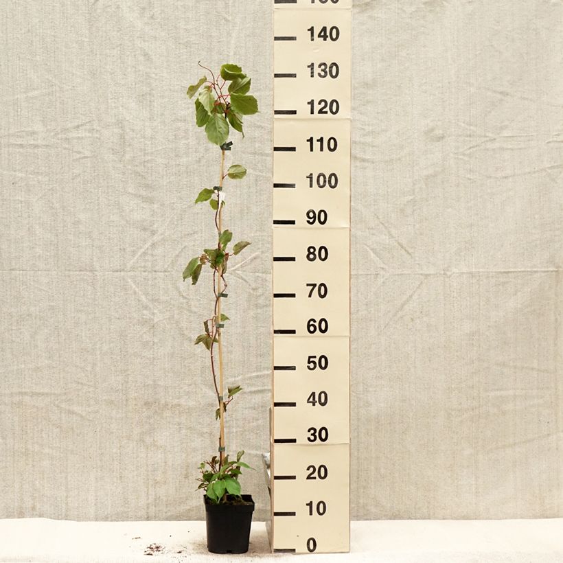 Mini kiwi Ananasnaya (Hembra) - Actinidia arguta Maceta 1,5L/2L Ejemplar entregado en la primavera