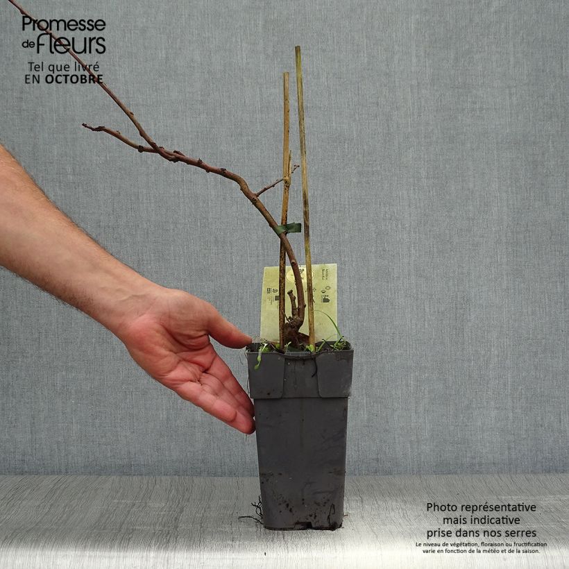 Ejemplar de Mini kiwi Bayern Hembra) - Actinidia arguta Maceta 2L/3L entregado en otoño
