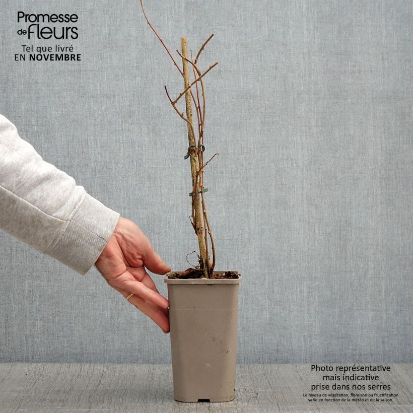 Ejemplar de Mini kiwi Pink Jumbo - Actinidia arguta Maceta 1,5L/2L entregado en otoño