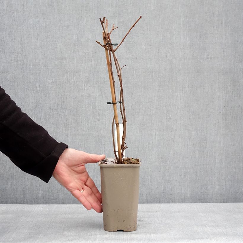 Mini kiwi Pink Jumbo - Actinidia arguta Maceta 1,5L/2L Ejemplar entregado en invierno