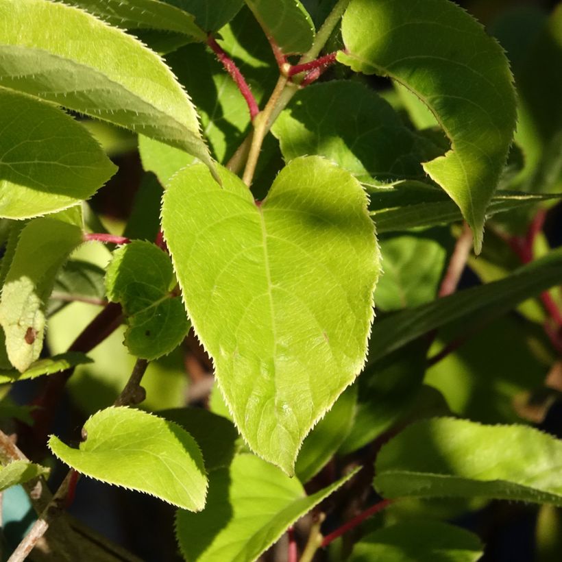 Mini kiwi Geneva (Hembra) - Actinidia arguta (Follaje)