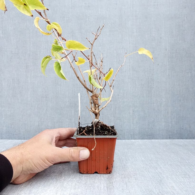 Ejemplar de Mini kiwi Geneva (Hembra) - Actinidia arguta Maceta de 8/9 cm entregado en otoño