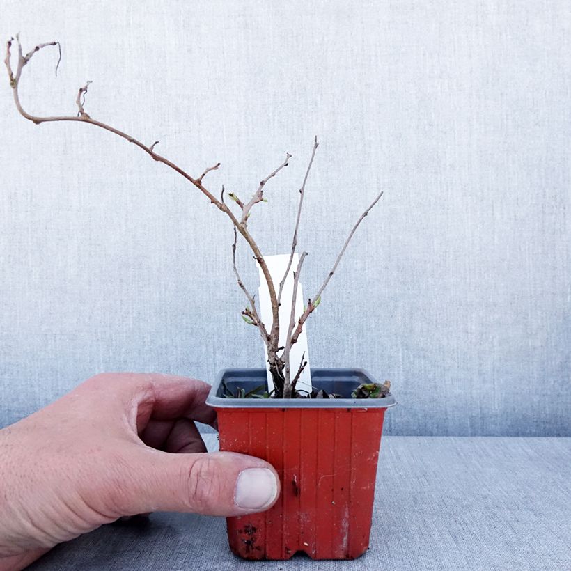 Mini kiwi Ken's Red - Actinidia arguta Maceta de 8/9 cm Ejemplar entregado en la primavera