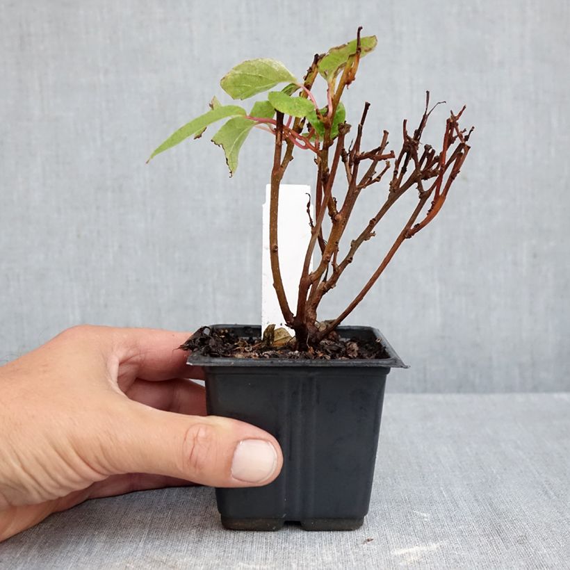 Ejemplar de Mini kiwi Ken's Red - Actinidia arguta Maceta de 8/9 cm entregado en otoño