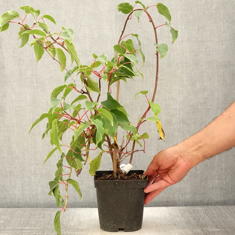 Ejemplar de Mini kiwi Ken's Red - Actinidia arguta Maceta 1,5L/2L entregado en verano