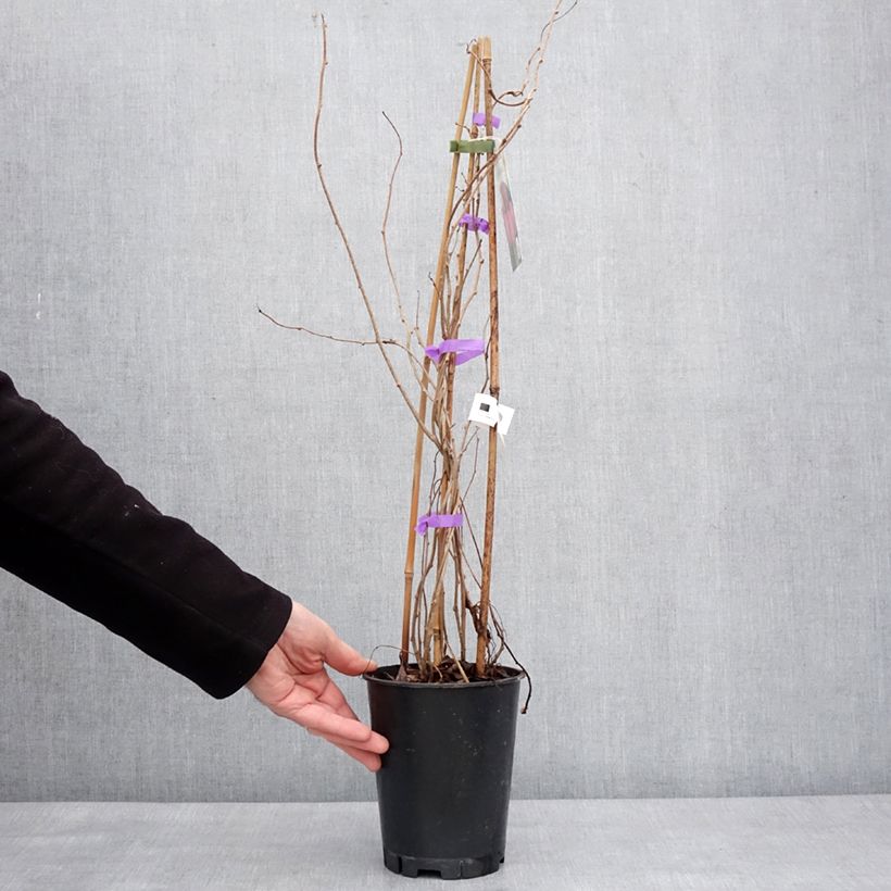 Mini kiwi Mariered (Hembra) - Actinidia arguta Maceta 2L/3L Ejemplar entregado en invierno