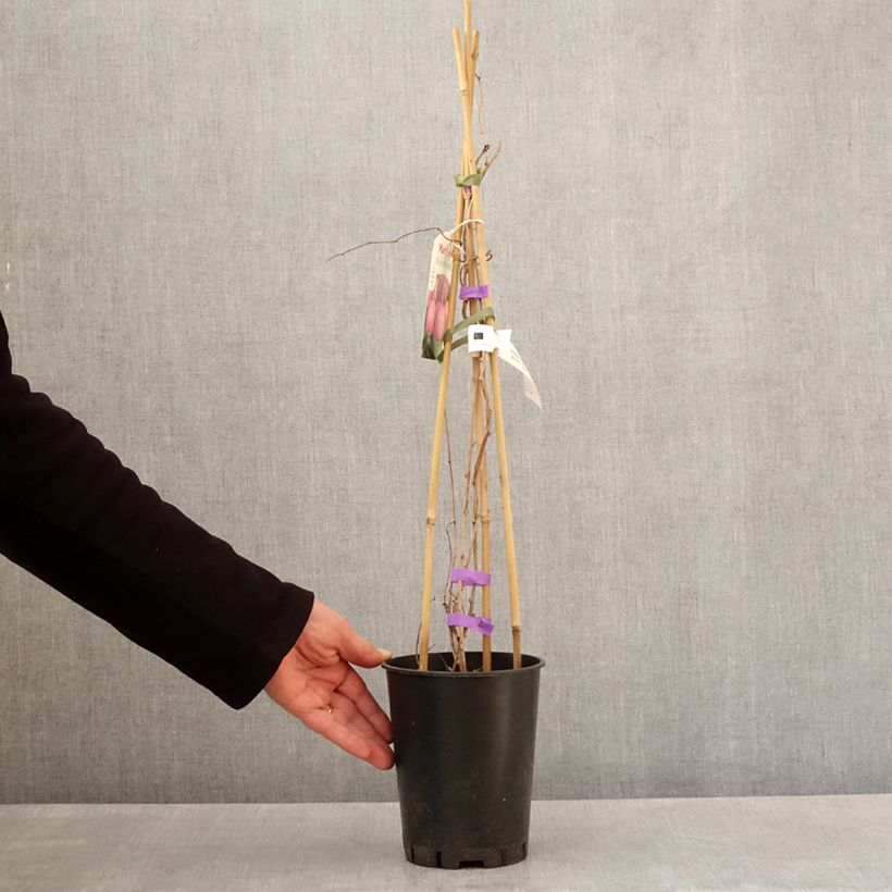 Mini kiwi Mariered (Hembra) - Actinidia arguta Maceta 2L/3L Ejemplar entregado en la primavera