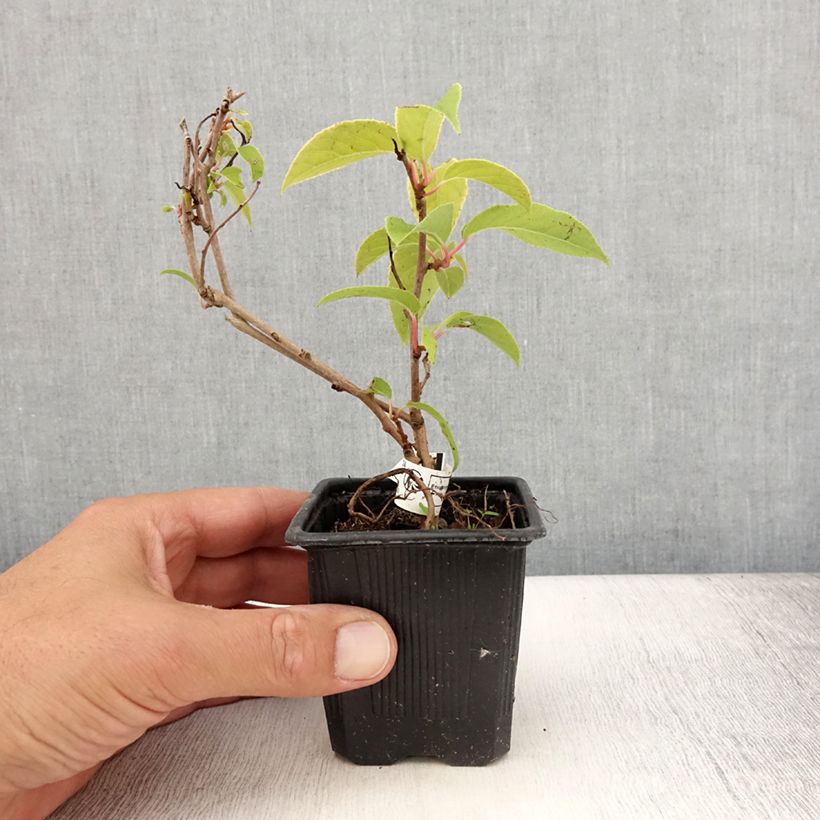 Ejemplar de Mini kiwi var. purpurea (Hembra) - Actinidia arguta Maceta de 8/9 cm entregado en verano