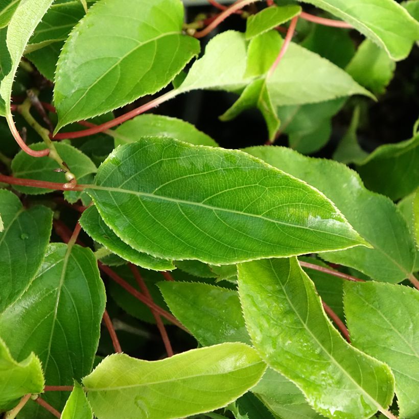 Mini kiwi var. purpurea (Hembra) - Actinidia arguta (Follaje)