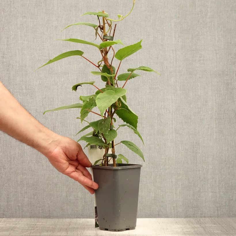 Ejemplar de Mini kiwi var. purpurea (Hembra) - Actinidia arguta Maceta 2L/3L entregado en verano