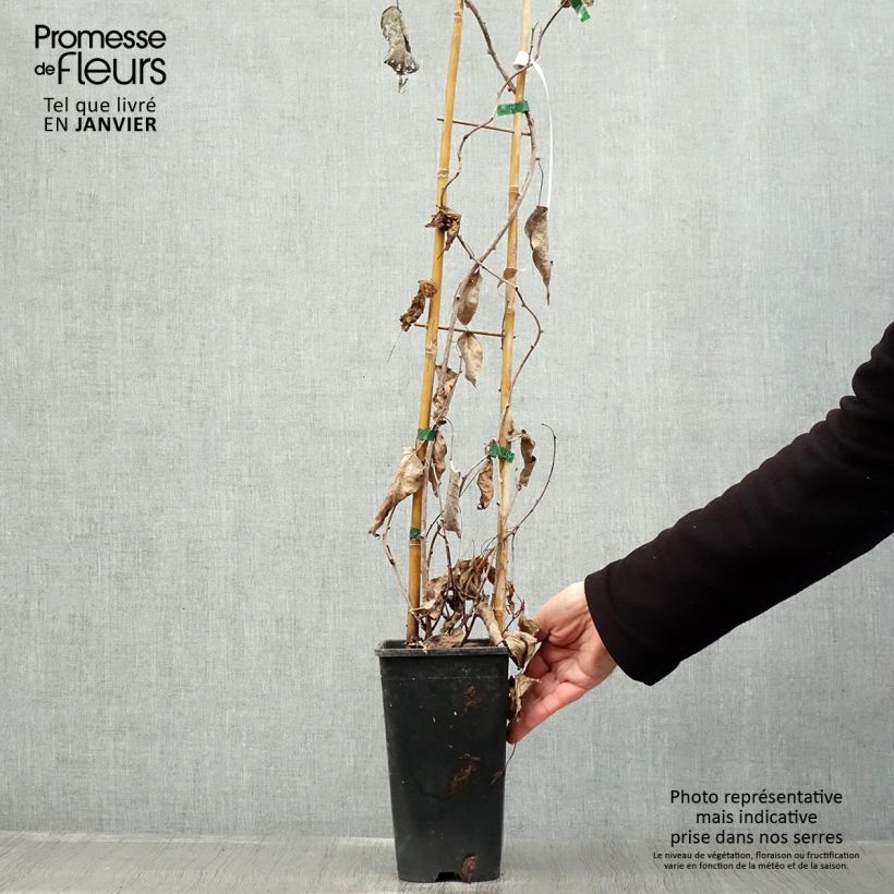 Mini kiwi var. purpurea (Hembra) - Actinidia arguta Maceta 2L/3L Ejemplar entregado en invierno