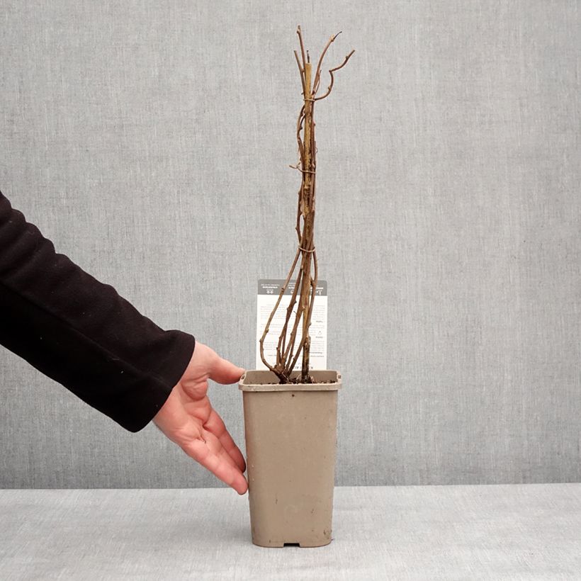 Mini kiwi Super Issaï - Actinidia arguta Maceta 1,5L/2L Ejemplar entregado en invierno