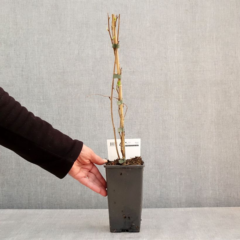 Mini kiwi Super Issaï - Actinidia arguta Maceta 1,5L/2L Ejemplar entregado en la primavera