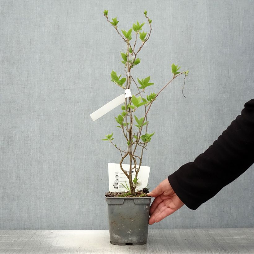 Mini kiwi Super Jumbo (Hembra) - Actinidia arguta Maceta 1,5L/2L Ejemplar entregado en la primavera