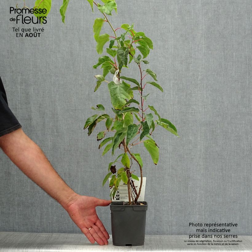 Ejemplar de Mini kiwi Super Jumbo (Hembra) - Actinidia arguta Maceta 1,5L/2L entregado en verano