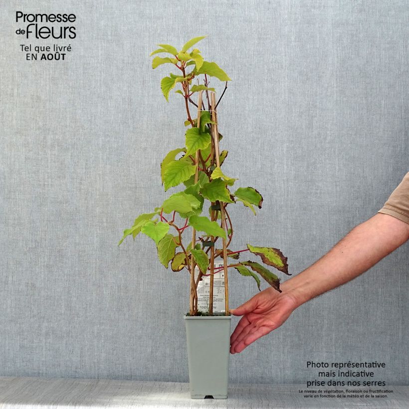 Ejemplar de Kiwi Boskoop - Actinidia deliciosa Maceta 1,5L/2L entregado en verano