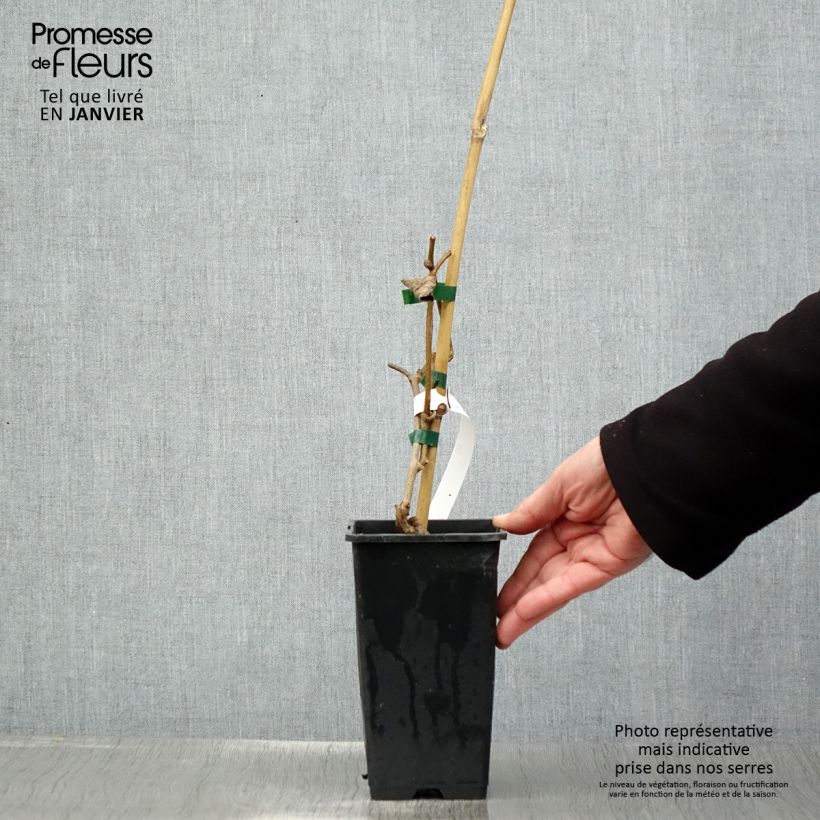 Kiwi - Actinidia chinensis Maceta 1,5L/2L Ejemplar entregado en invierno