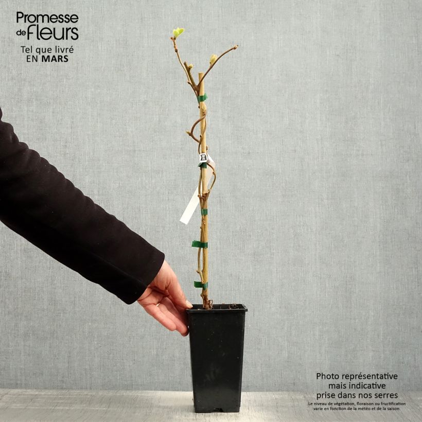 Kiwi - Actinidia chinensis Maceta 1,5L/2L Ejemplar entregado en la primavera