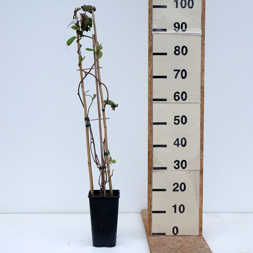 Ejemplar de Kiwi - Actinidia chinensis Maceta 3L/4L entregado en otoño