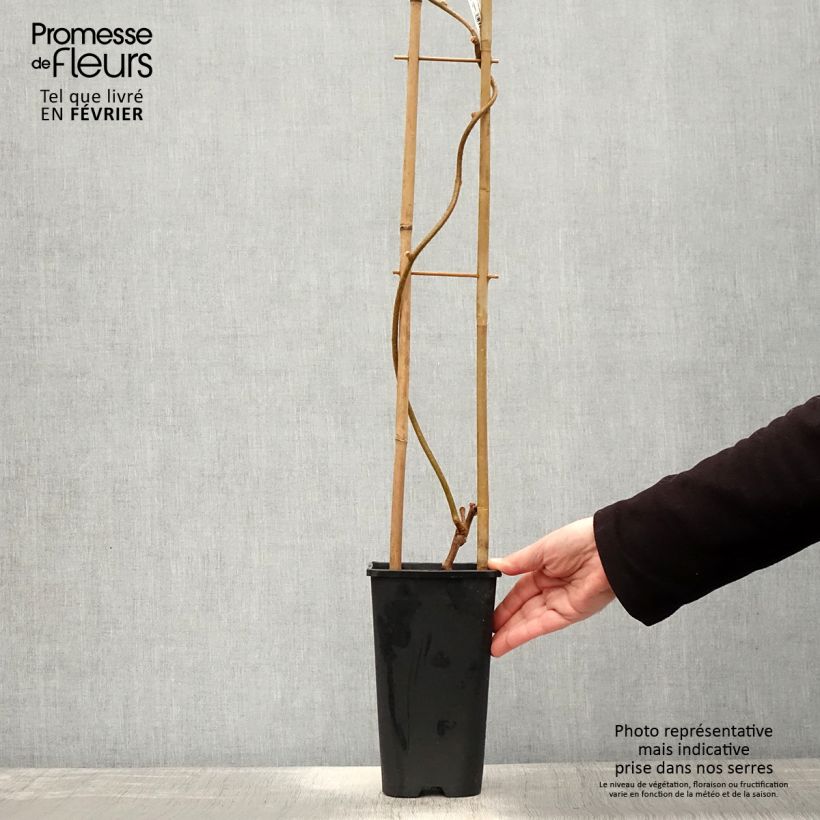 Kiwi - Actinidia chinensis Maceta 3L/4L Ejemplar entregado en invierno