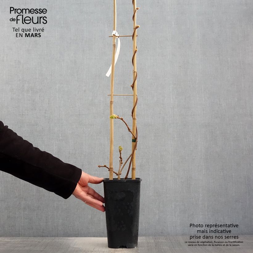 Kiwi - Actinidia chinensis Maceta 3L/4L Ejemplar entregado en la primavera