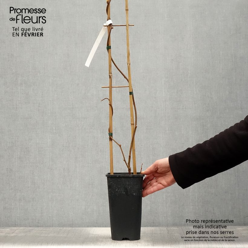 Kiwi Solo - Actinidia chinensis Maceta 3L/4L Ejemplar entregado en invierno