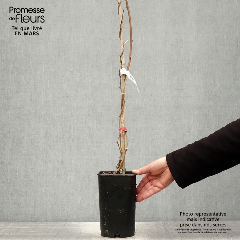 Kiwi Montcap - Actinidia deliciosa Maceta 2L/3L Ejemplar entregado en la primavera