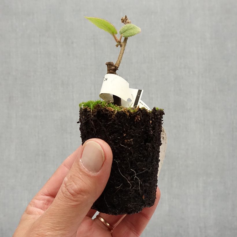 Ejemplar de Kiwi Bruno (Hembra) - Actinidia chinensis Maceta de 8/9 cm entregado en verano