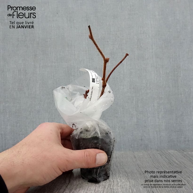 Kiwi Bruno (Hembra) - Actinidia chinensis Maceta de 8/9 cm Ejemplar entregado en invierno