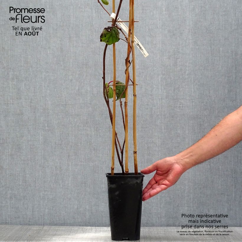 Ejemplar de Kiwi Monty - Actinidia deliciosa Maceta 2L/3L entregado en verano