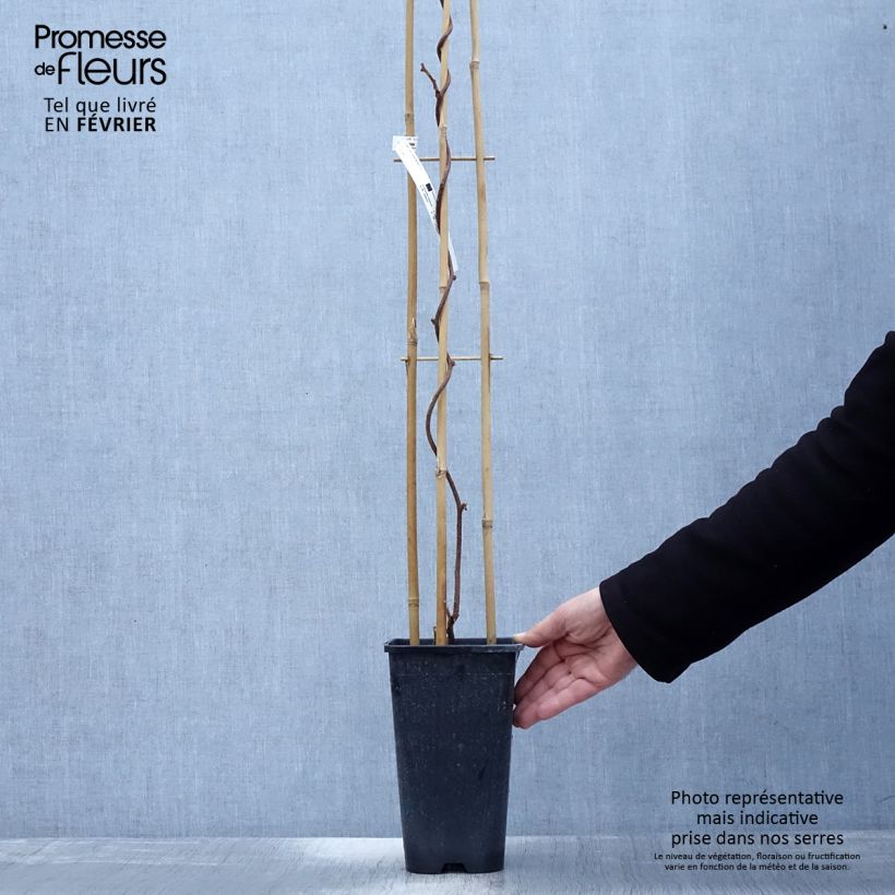 Kiwi Monty - Actinidia deliciosa Maceta 2L/3L Ejemplar entregado en invierno